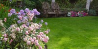 Clusters of pink and white tea roses by a lush green lawn with two rustic chairs waiting for you in the background.