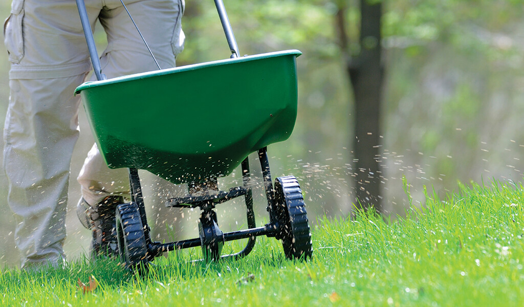 Professional landscaper using spreader to spread fertilizer on a lush green lawn.