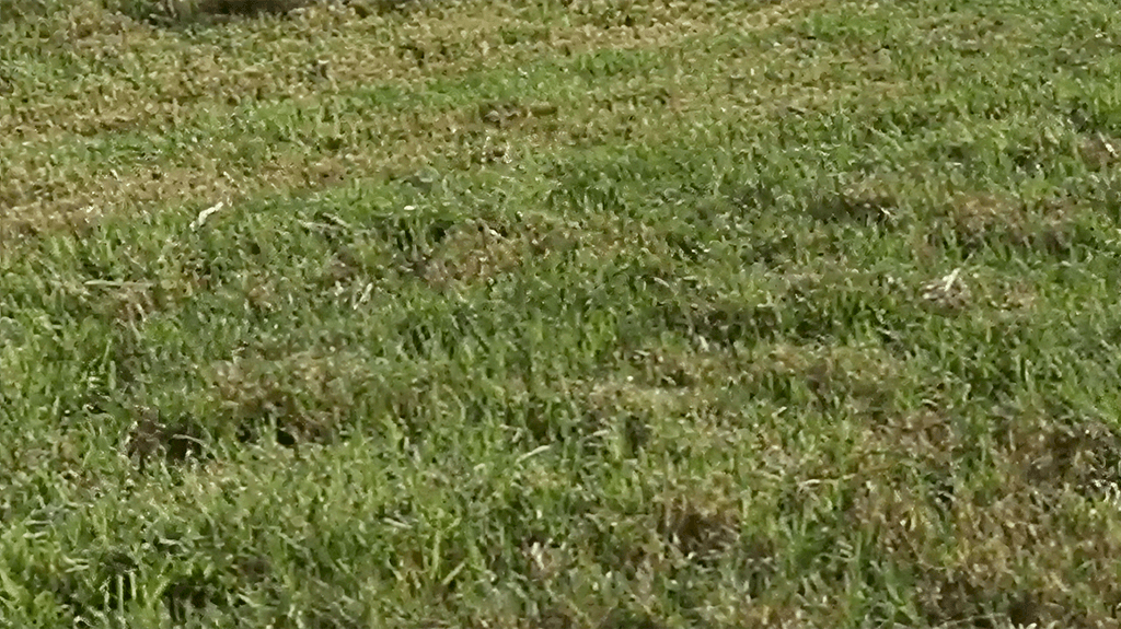 Whole Shebang after use