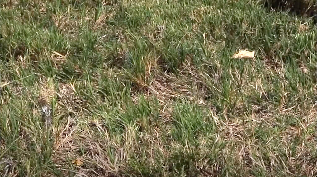 Whole Shebang before use - Stressed lawn from summer heat.