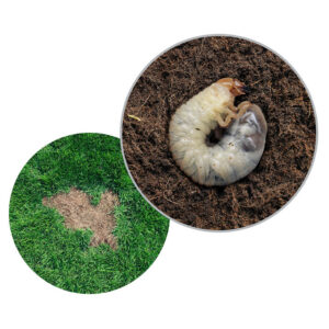 Grub example in soil and example of what happens to the grass.