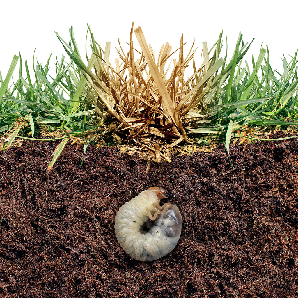 Grub example in soil and example of what happens to the grass above when they eat the roots